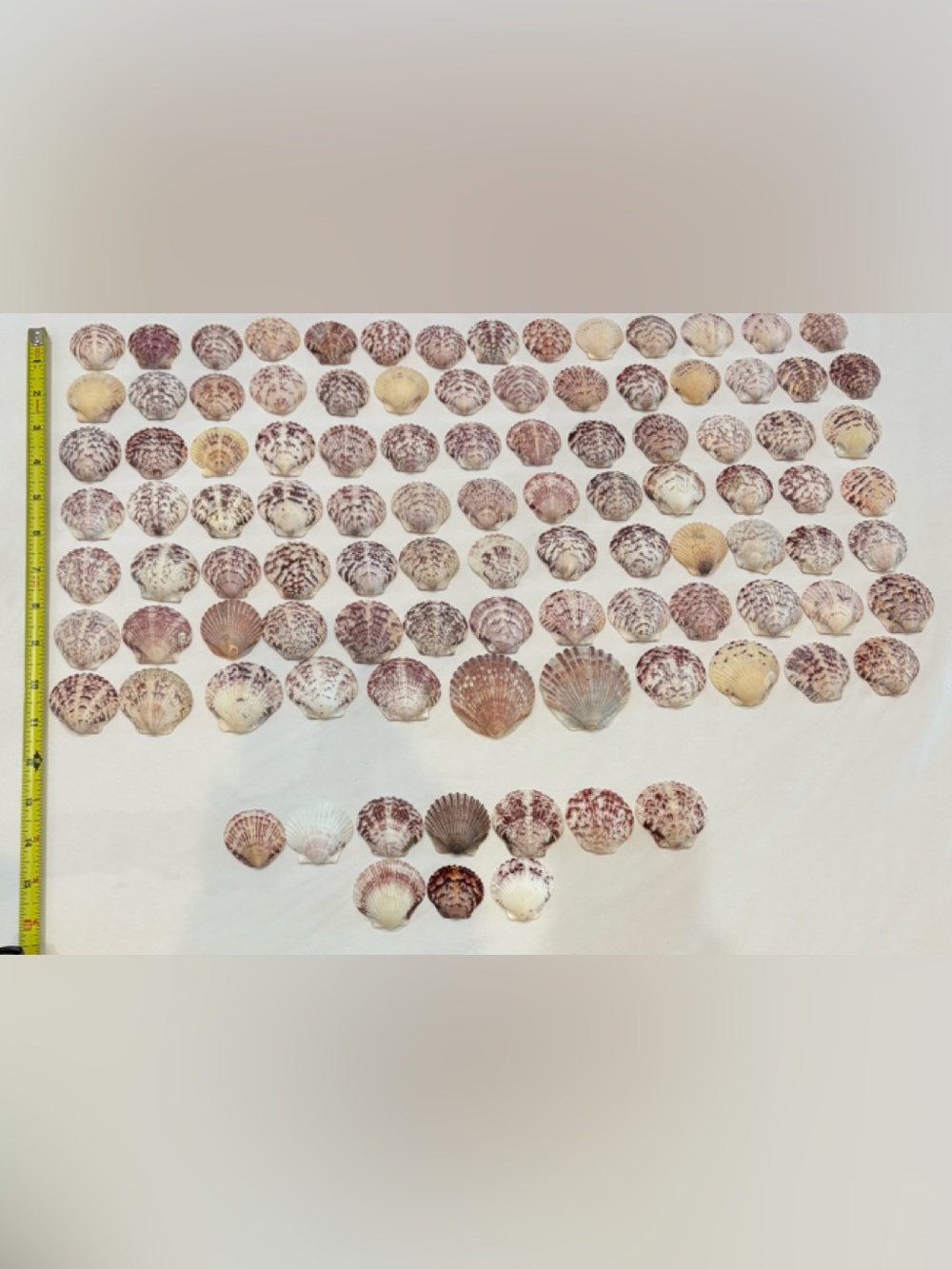 100 LOT SEASHELLS SANIBEL, FLORIDA SCALLOPS MIX COLOR 1.5" - 2 " CRAFT COLLECT